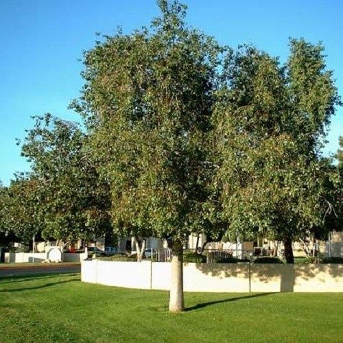 Brachychiton populneus, Bottletree - Pb6.5