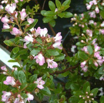 Escallonia Fielders White - Pb5