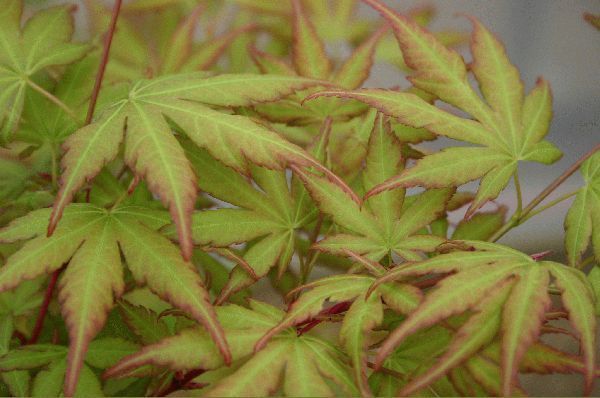 Acer Sango Kaku - Pb28