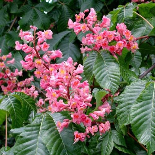 Aesculus Briottii, Red Horse Chestnut - Pb28/Pb40