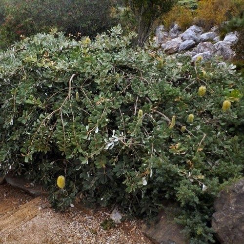 Banksia Roller Coaster - 2.5Ltr