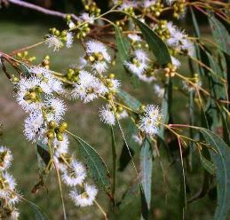 Eucalyptus nicholii, Willow Peppermint - Pb6.5 (1.2m)