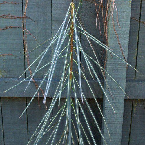 Pseudopanax crassifolius, Lancewood - Pb5 (30/70)