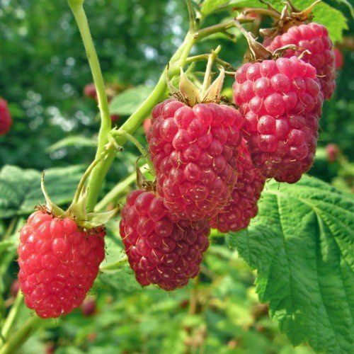 Raspberry Heritage - Pb5/Pb6.5