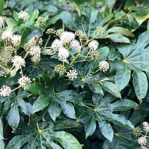 Fatsia japonica - 1.5Ltr