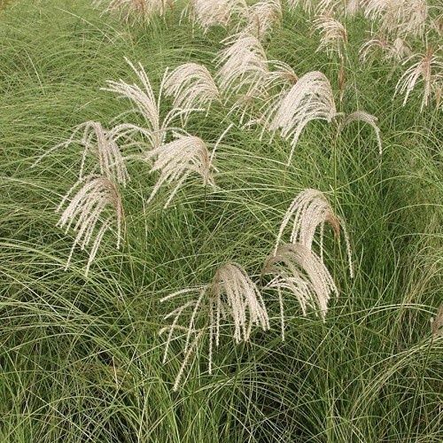 Miscanthus Gracillimus, Chinese Silver Grass - 2Ltr
