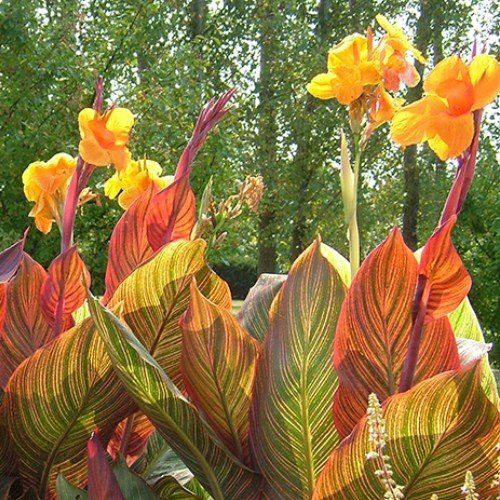 Canna Tropicanna - Pb3/Pb6.5 (30/60)