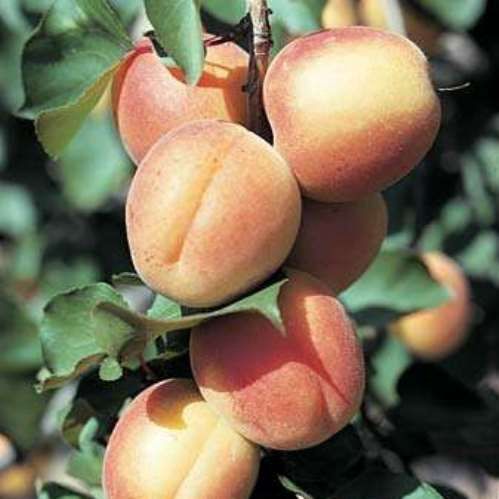 Apricot Castlebrite - Pb18