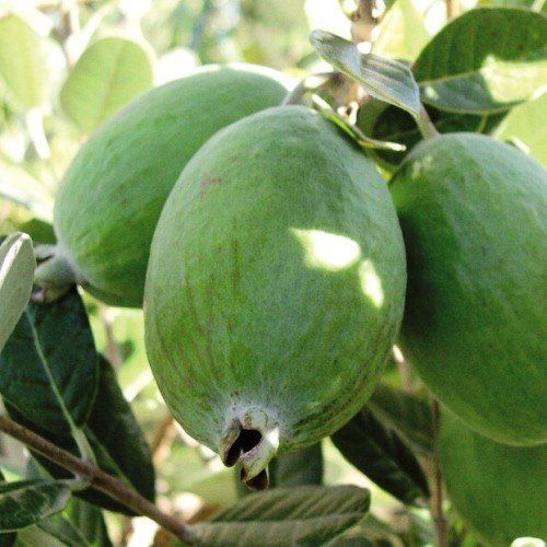 Feijoa Wiki Tu - Pb 12 - 1.2m