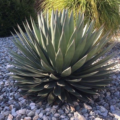 Agave Blue Ember - 2.5Ltr