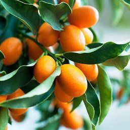 Kumquat - Nagami - Pb10