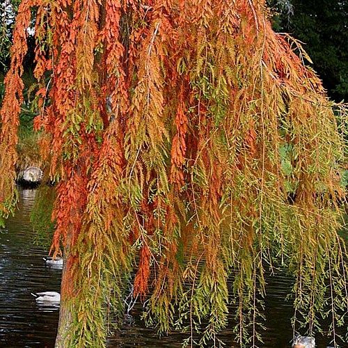 Taxodium d. McLaren Falls, Weeping Swamp Cypress - 45Ltr