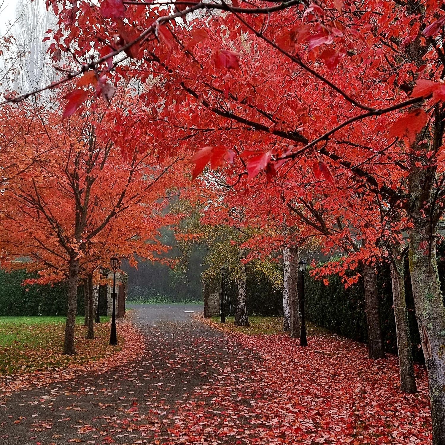 Acer rubrum, Red Maple - Pb18/28