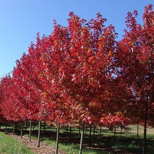 Acer Autumn Blaze - 2.7m tall, 35Ltr