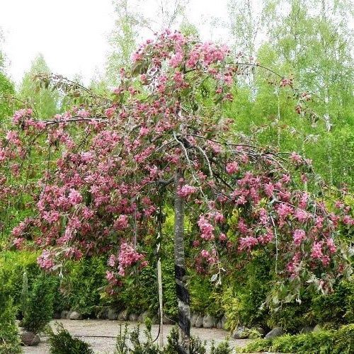 Malus Echtermeyer, Crabapple - Pb28/Pb40 (std 1.7m)