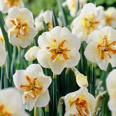 Daffodils split corona - Broadway Star
