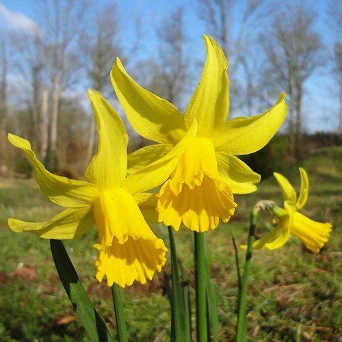 Daffodils miniature - February Gold