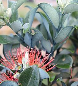 Metrosideros Velvet Sky