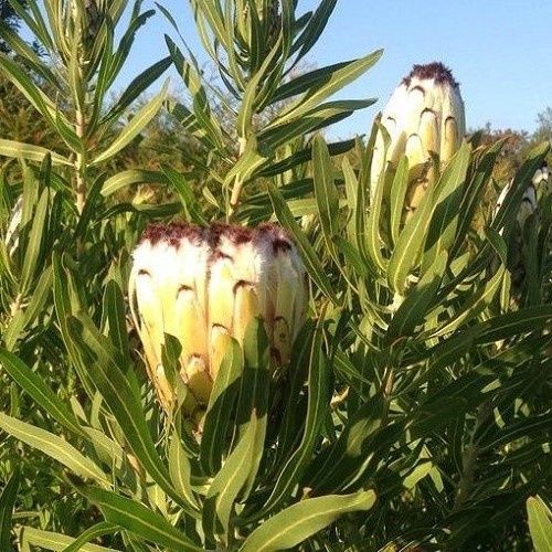 Protea nerifolia Alba - Pb6.5