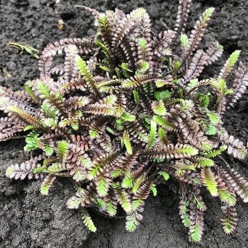 Leptinella Platts Black, Black Brass Buttons - 1Ltr/1.5Ltr