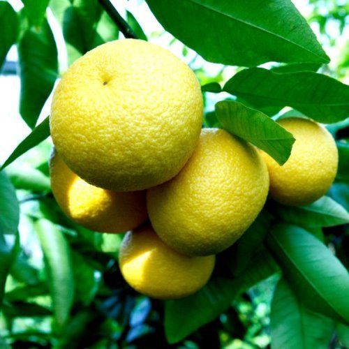 Grapefruit Golden Special - Pb12