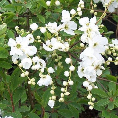 Exochorda The Bride, Pearlbush
