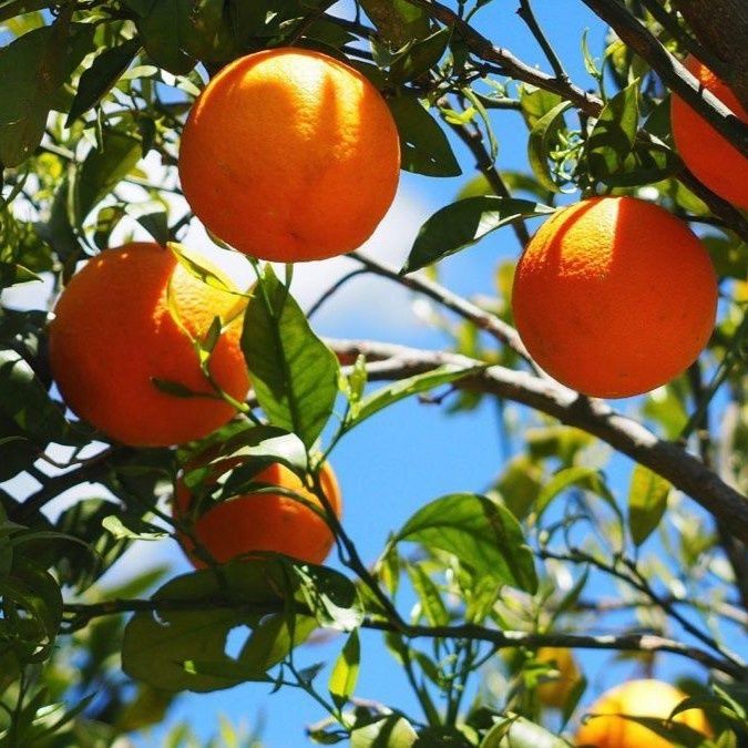 Orange Valencia PB18