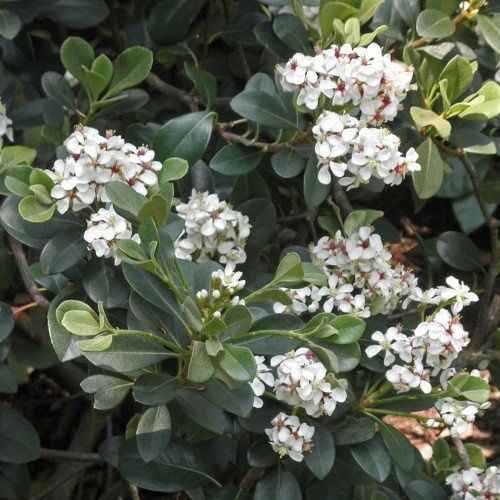 Rhaphiolepis umbellata, Yedda Hawthorn -