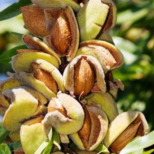 Almond All-In-One - Pb18