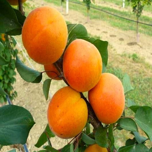 Apricot Clutha Early