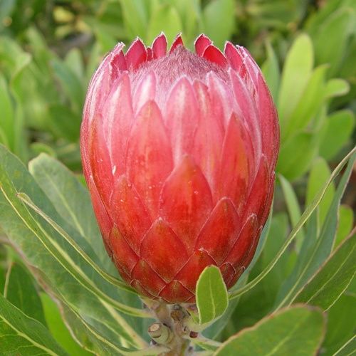 Protea Red Ice - 2Ltr/3Ltr (50/60)