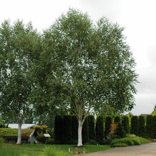Betula Dazzler, White Himalayan Birch - 45Ltr