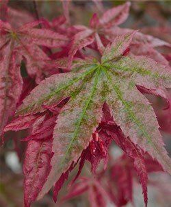 Acer Shindeshojo - Pb28