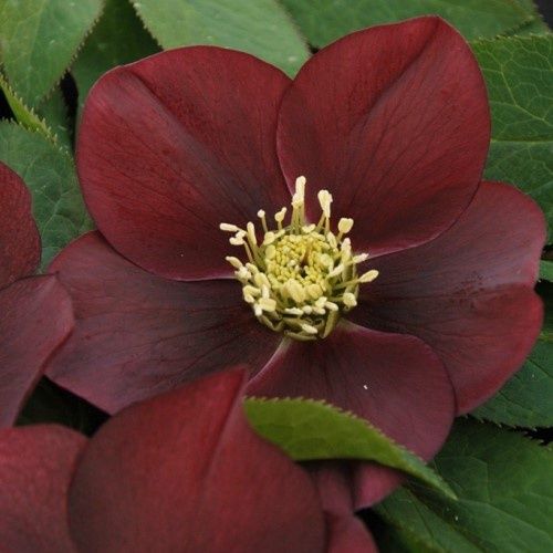 Helleborus Flash Gordon - 2Ltr/2.4Ltr