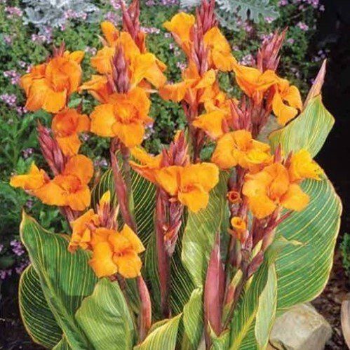Canna Bengal Tiger - Pb6.5 (20/50)