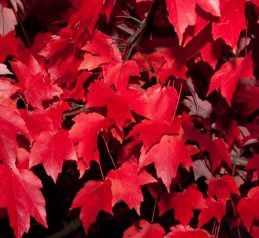 Acer rubrum, Red Maple - Pb6.5