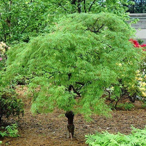 Acer Palmatifidum - Pb18