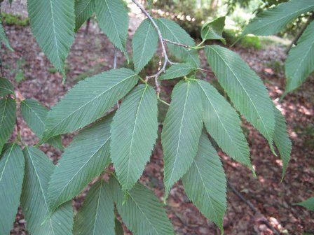 Acer carpinifolium, Hornbeam Maple - Pb28
