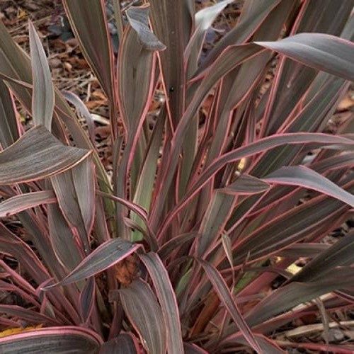Phormium Velvet Underground - 2.5Ltr