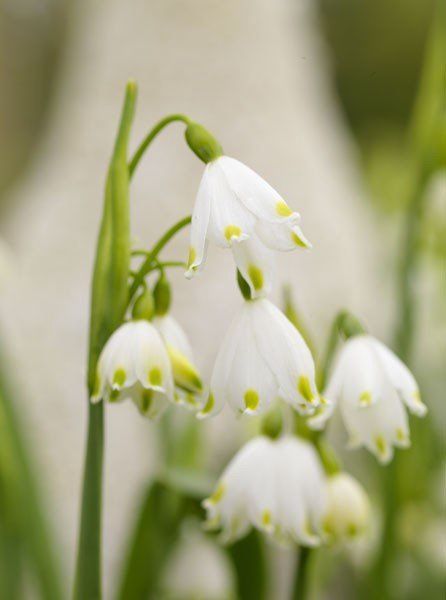Daffodils Snowflakes - Leucojum aestivum
