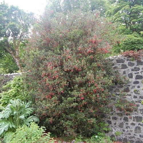 Crinodendron hookerianum, Chilean Lantern Tree - 2.5Ltr/3.5Ltr