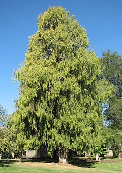 Cupressus funebris, Weeping Cypress - 35L