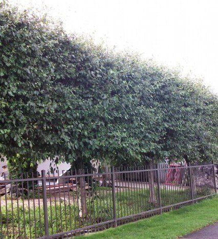 Alnus jorullensis, Mexican Alder - Pb12 (160/170)