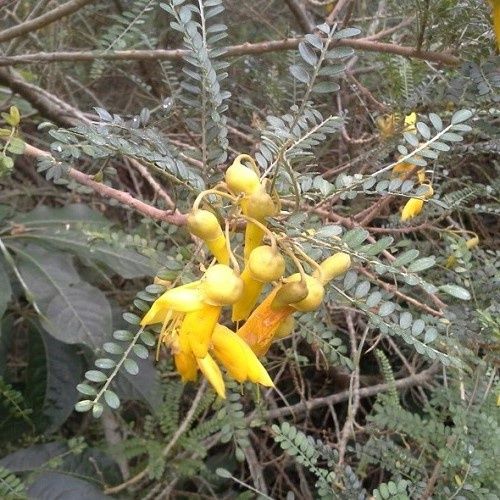 Sophora Quick Silver, Kowhai - 35Ltr
