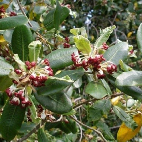 Pittosporum ralphii, Ralph's Karo - Pot