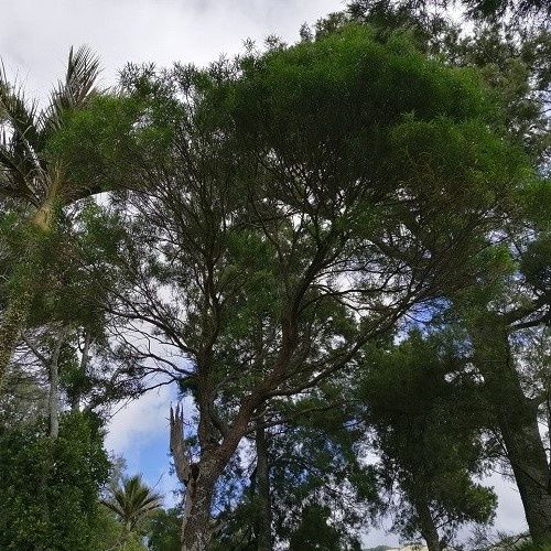 Nestegis Montana, Oro-oro