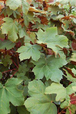 Acer pseudoplatanus Purpurea, Sycamore Maple - Pb8