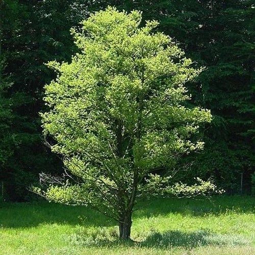 Alnus glutinosa, Black Alder - Pot