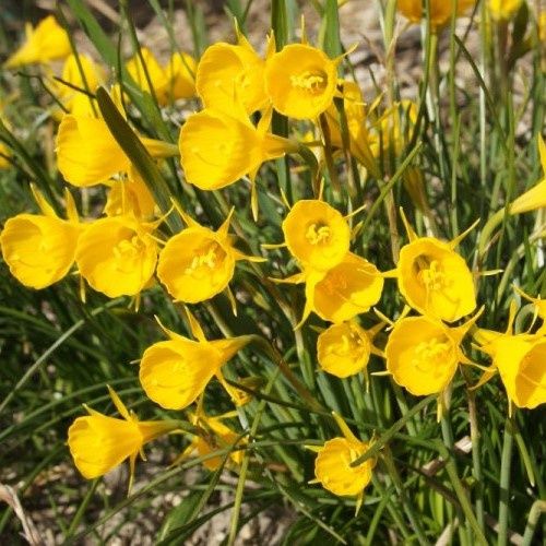 Daffodils b. Golden Bells