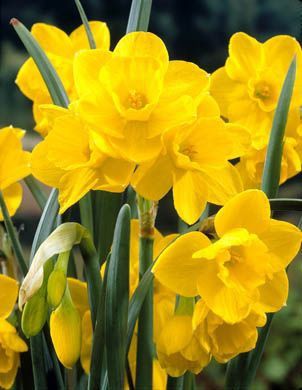 Daffodils polyanthus - Quail